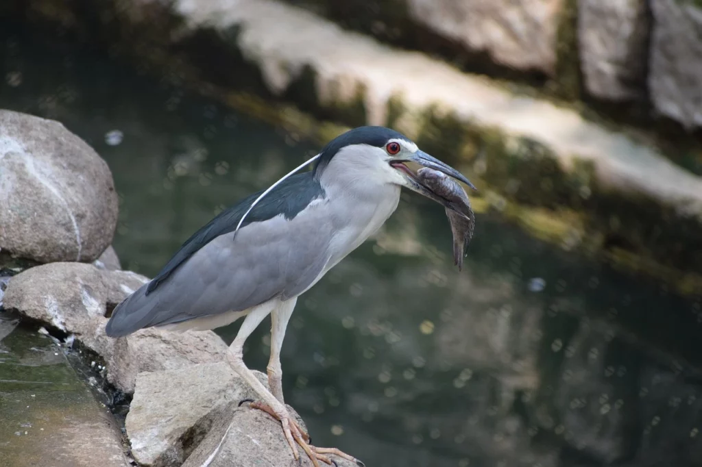 Bannerghatta National Park photos