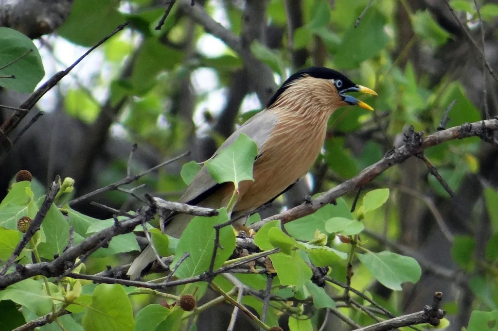 kokkare bellur bird sanctuary located