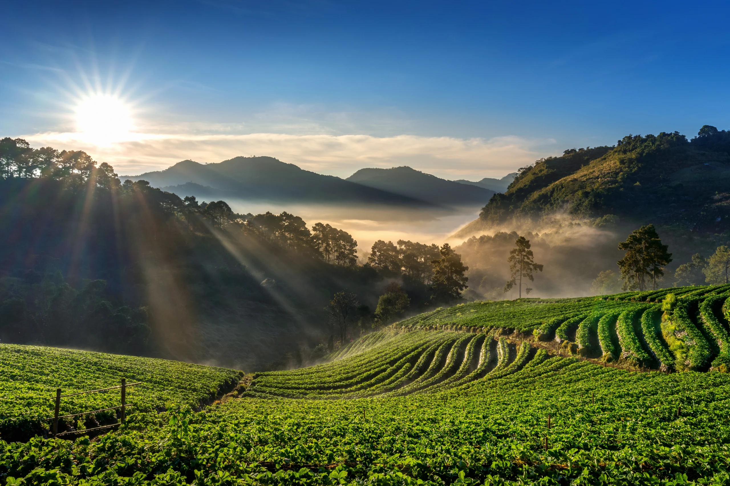 Coorg