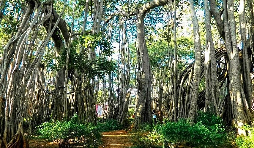 big banyan tree