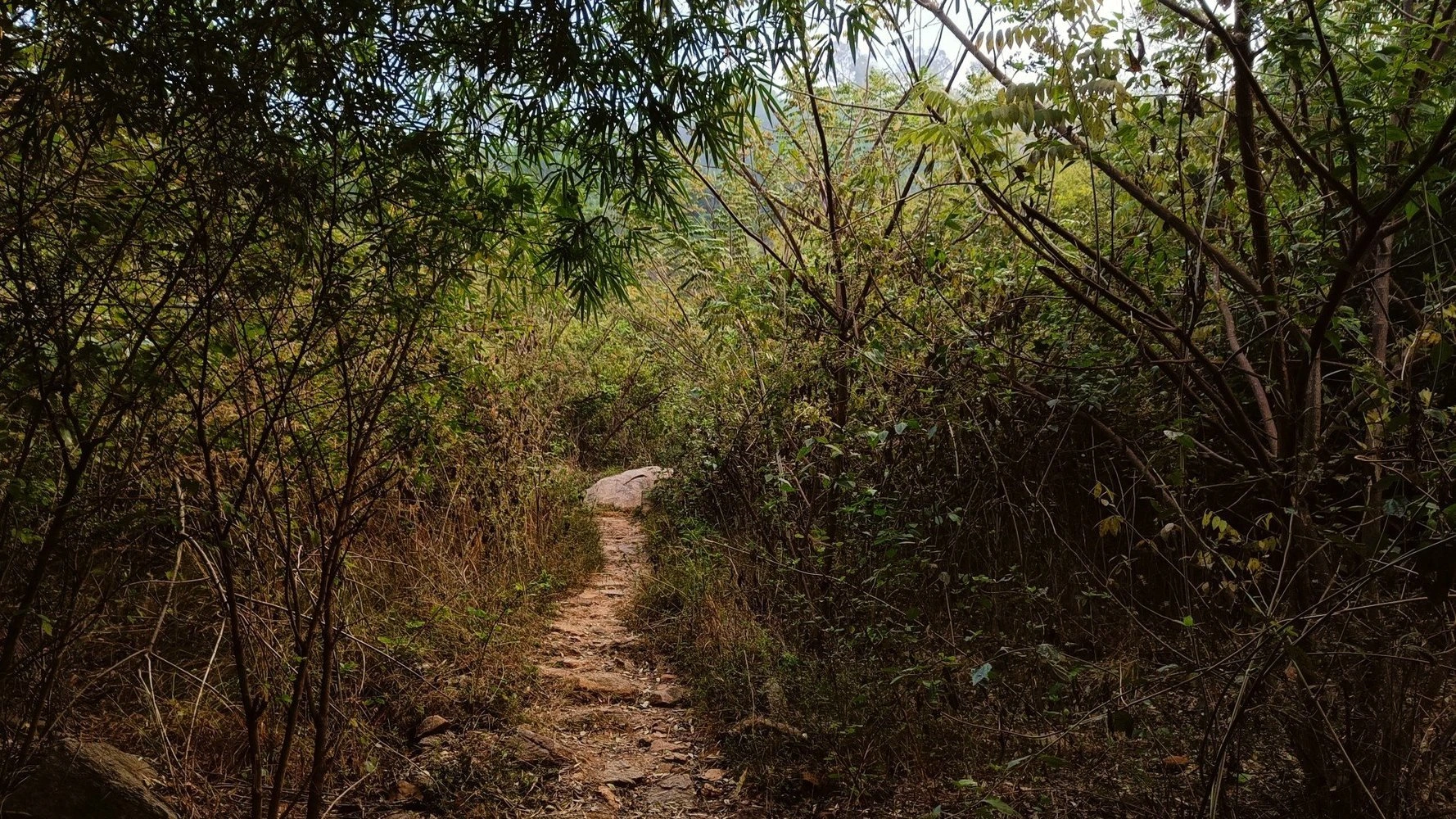 banner-image