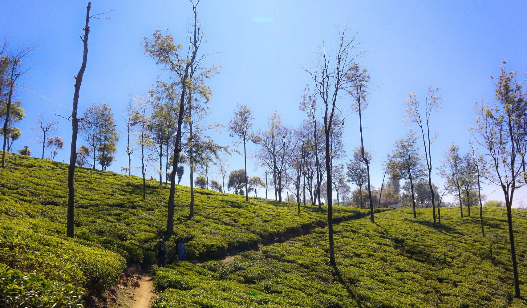banner-image
