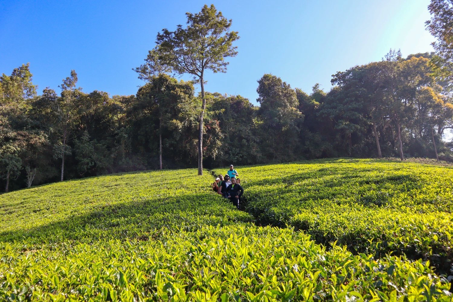 Kotagiri Trek price