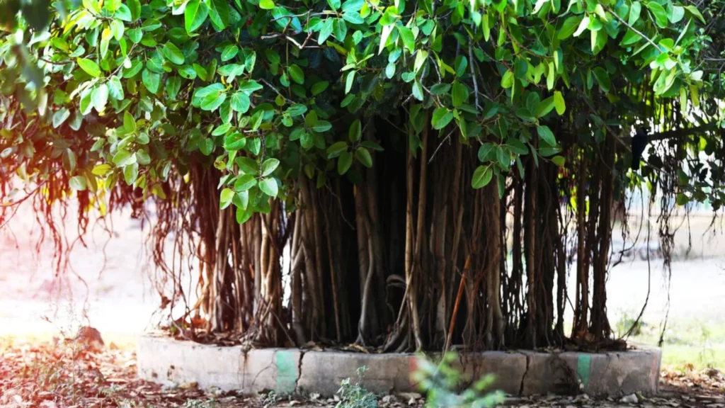 banyan tree