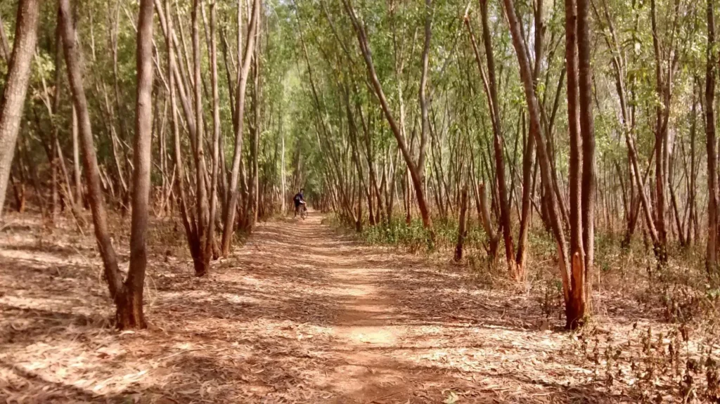 Turahalli Forest