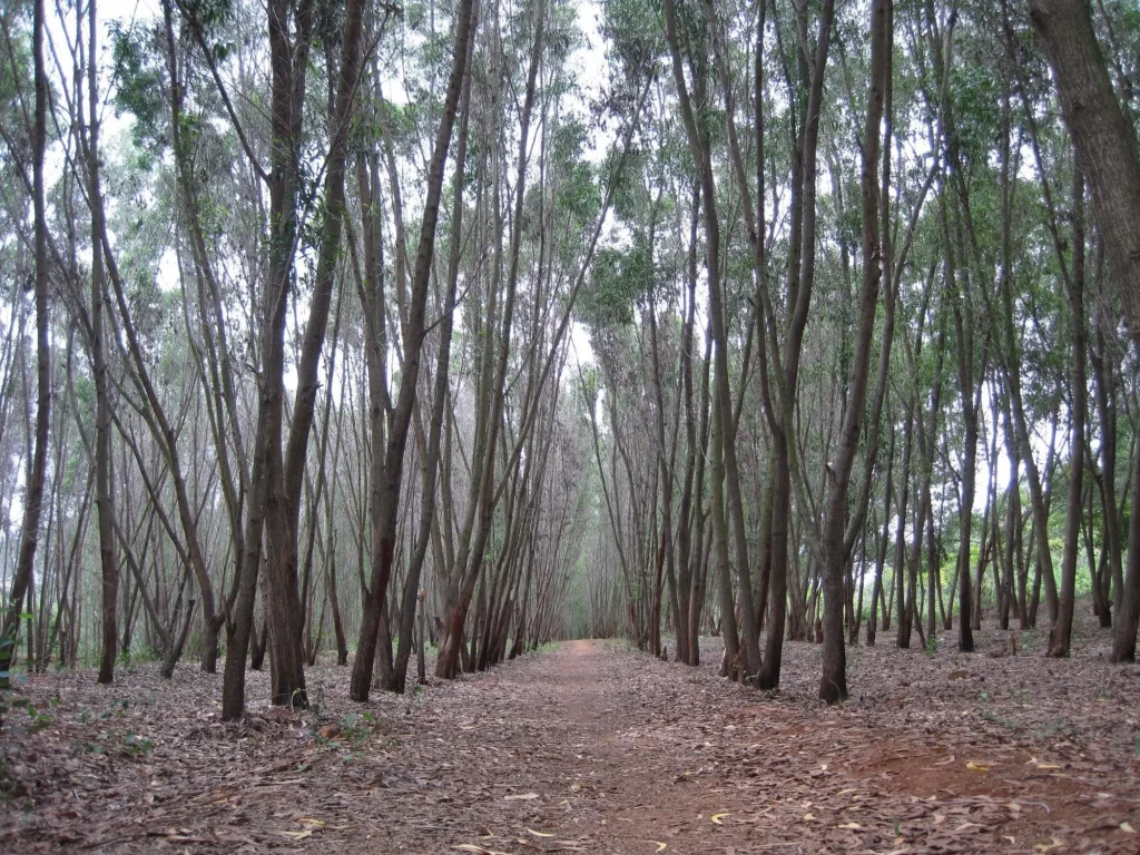 Turahalli Forest entry